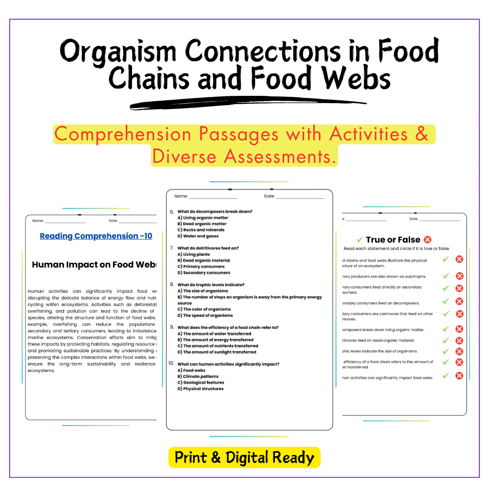 Food Chains & Webs Worksheet