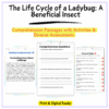 Ladybug Life Cycle Worksheet