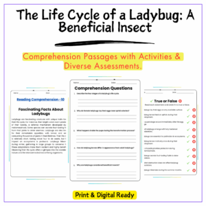 Ladybug Life Cycle Worksheet