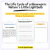 Glowworm Life Cycle Worksheet