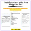 Fly Life Cycle Worksheet