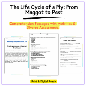 Fly Life Cycle Worksheet