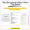 Flea Life Cycle Worksheet