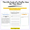 Firefly Life Cycle Worksheet