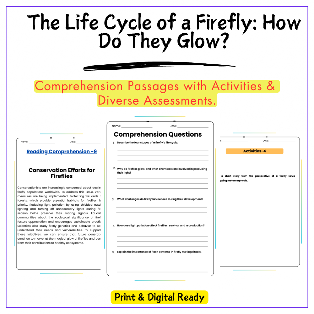 Firefly Life Cycle Worksheet