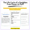 Dandelion Life Cycle Worksheet