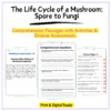 Mushroom Life Cycle Worksheet