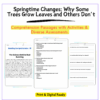 Springtime Tree Changes Worksheet