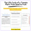 Tomato Plant Life Cycle Worksheet