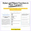 Xylem & Phloem Worksheet