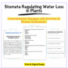 Stomata in Plants Worksheet