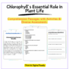 Chlorophyll in Plants Worksheet