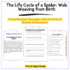 Spider Life Cycle Worksheet