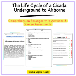 Cicada Life Cycle Worksheet