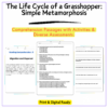 Grasshopper Life Cycle Worksheet
