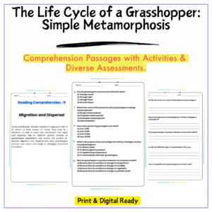 Grasshopper Life Cycle Worksheet