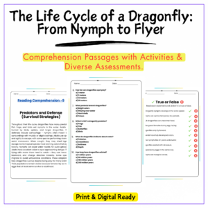 Dragonfly Life Cycle Worksheet