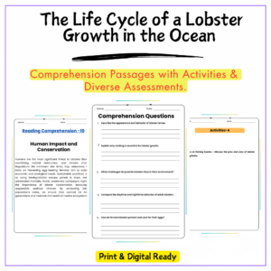 Lobster Life Cycle Worksheet