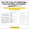 Bald Eagle Life Cycle Worksheet