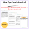 Eye Color Inheritance Worksheet