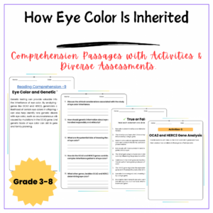 Eye Color Inheritance Worksheet